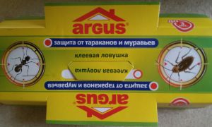 Клеевые ловушки Argus для уничтожения тараканов